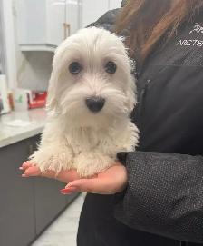 Female Massage therapist required