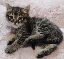 Chaton Sibérien hypoallergene