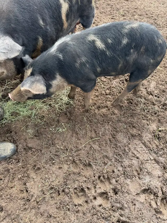 Berkshire Pigs for Sale - Photo 8