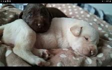 Sweet Lab Puppies
