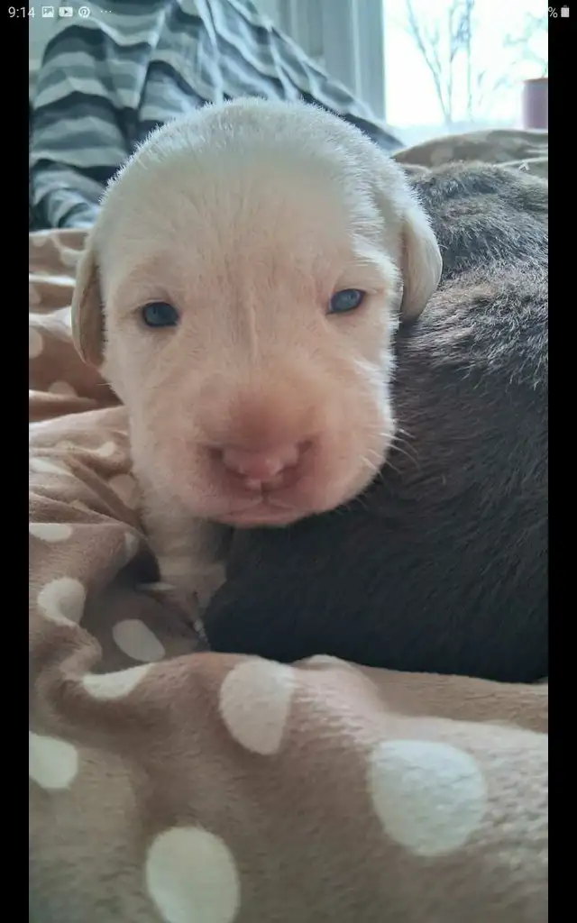 Sweet Lab Puppies - Photo 2