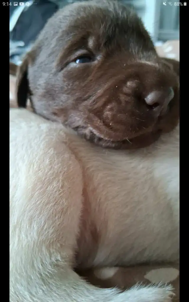 Sweet Lab Puppies - Photo 3