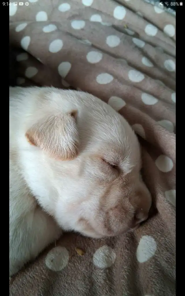 Sweet Lab Puppies - Photo 4