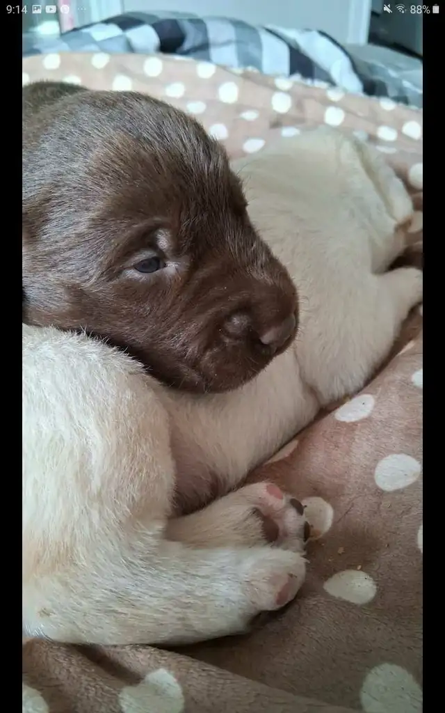 Sweet Lab Puppies - Photo 5