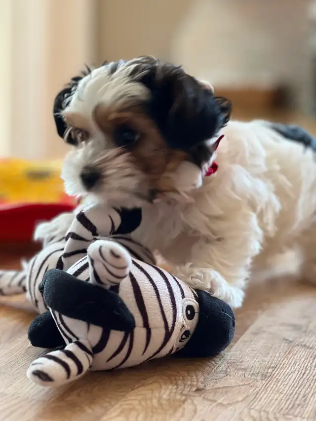 YORKSHIRE BIEWER - Photo 2