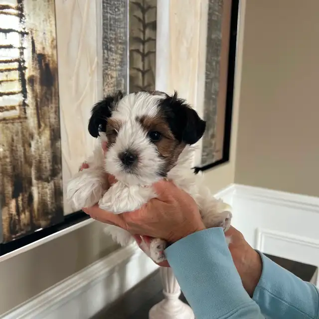 YORKSHIRE BIEWER - Photo 4