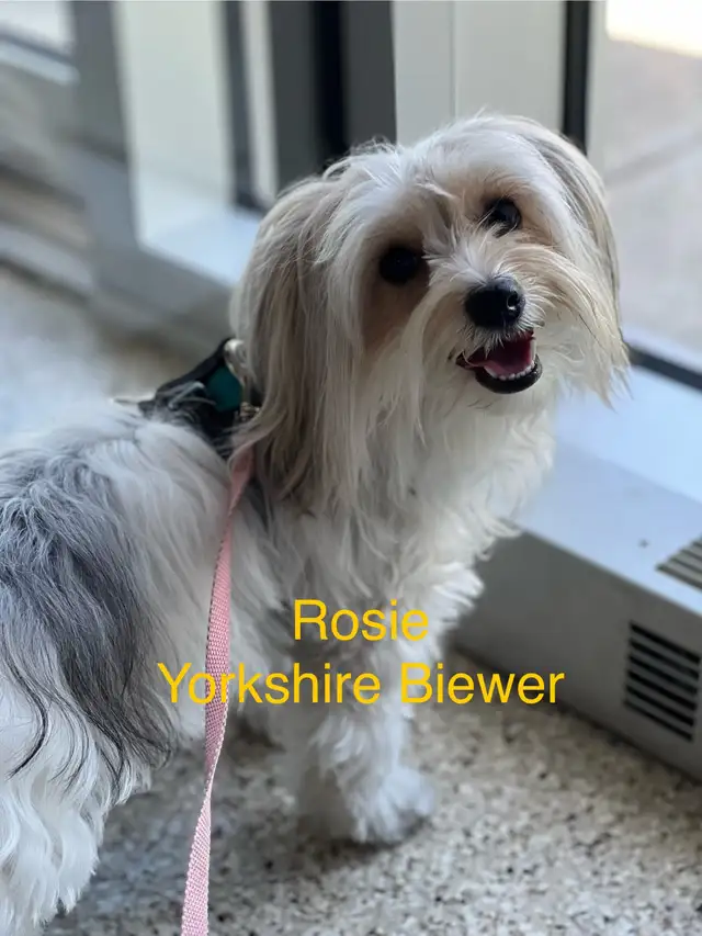 YORKSHIRE BIEWER - Photo 5