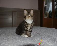 MAINE COON KITTENS, PUREBRED, POLYDACTYL