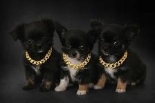 chihuahua poil long petite génétique