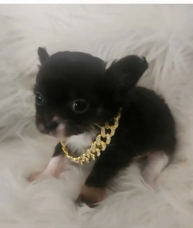 chihuahua poil long petite génétique - Photo 2