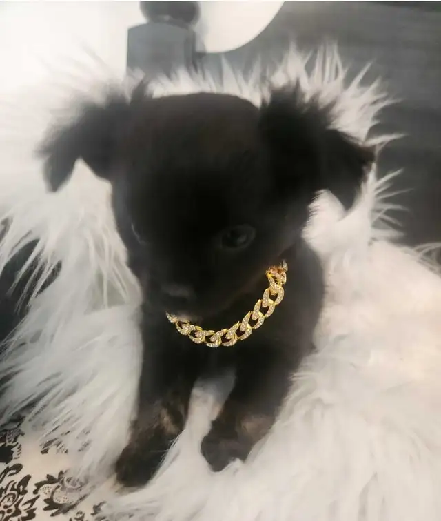 chihuahua poil long petite génétique - Photo 3