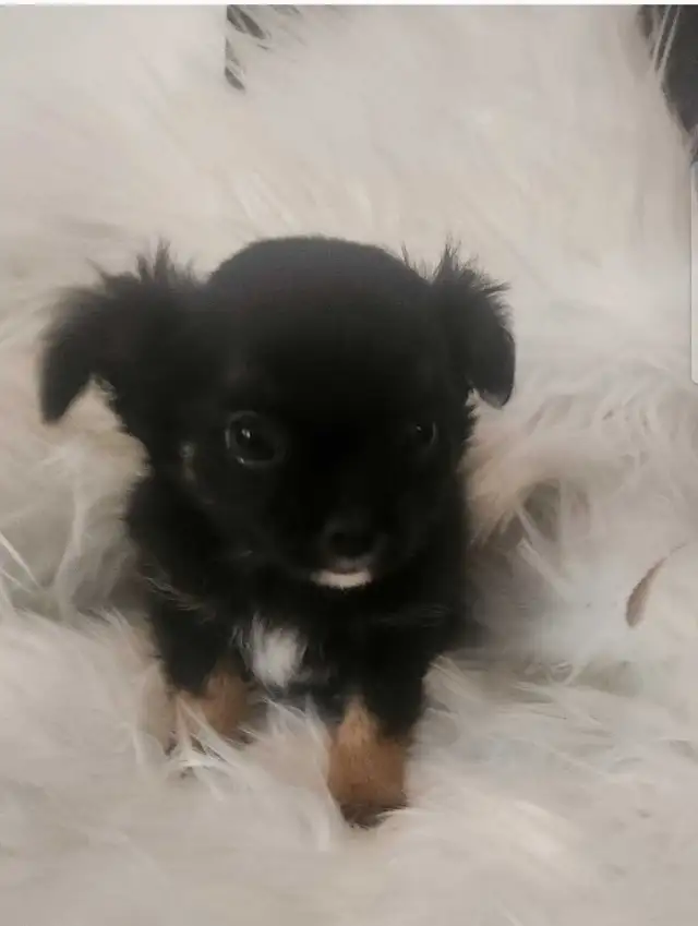 chihuahua poil long petite génétique - Photo 4