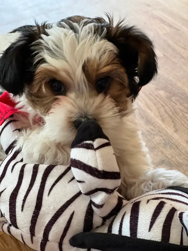 YORKSHIRE BIEWER - Photo 3