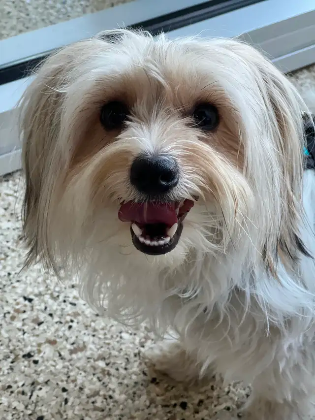 YORKSHIRE BIEWER - Photo 6