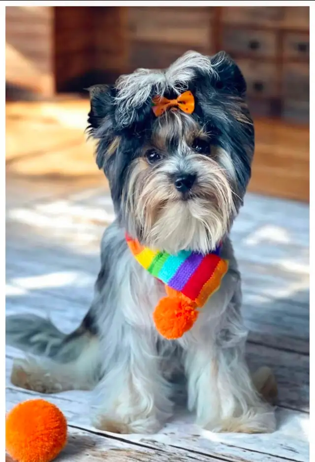 YORKSHIRE BIEWER - Photo 7