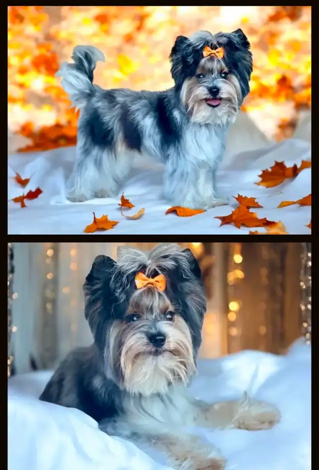 YORKSHIRE BIEWER - Photo 8