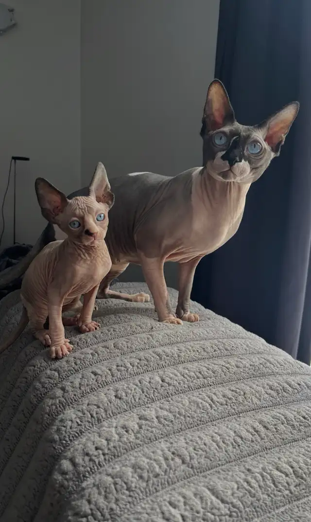 Sphynx chaton