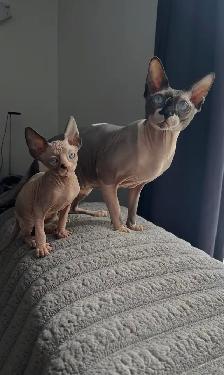 Sphynx chaton