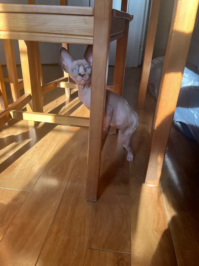 Sphynx chaton - Photo 2