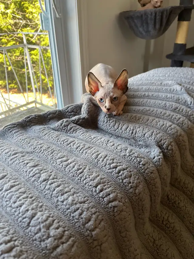 Sphynx chaton - Photo 3