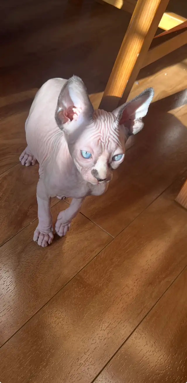 Sphynx chaton - Photo 4