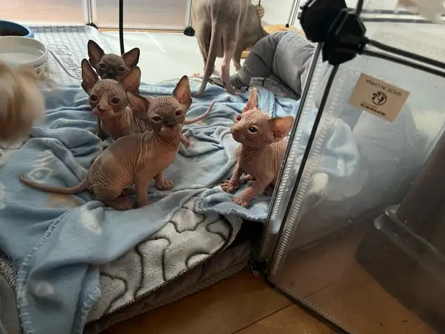 Sphynx chaton - Photo 6
