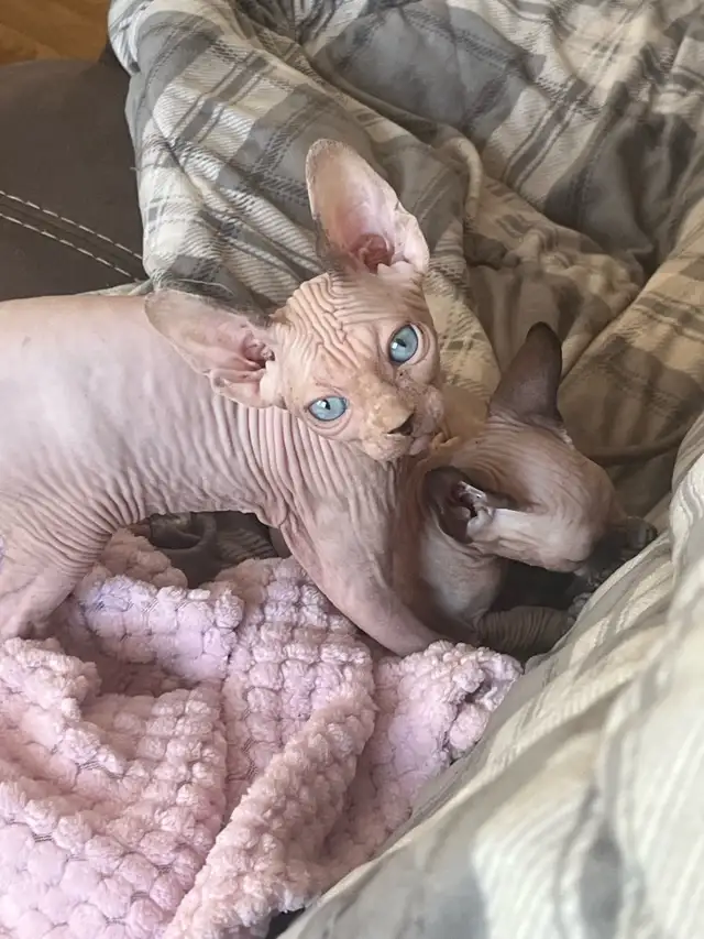 Sphynx chaton - Photo 8