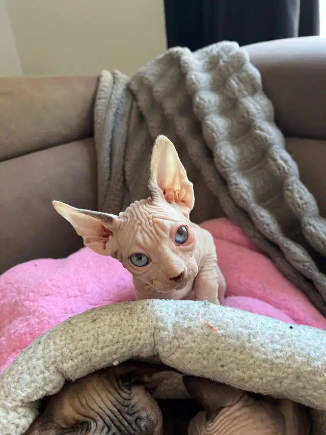 Sphynx chaton - Photo 9