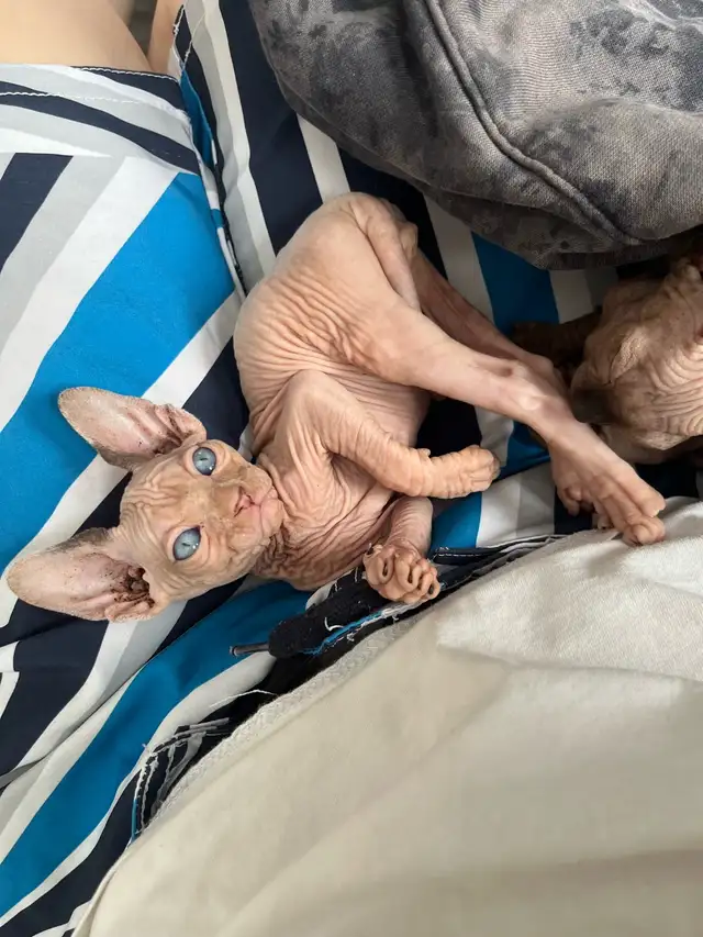 Sphynx chaton - Photo 10