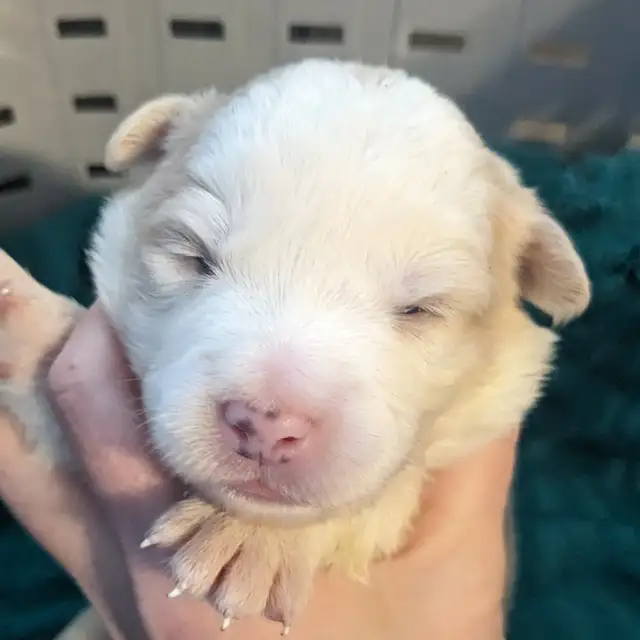 CBCA registered Border Collie puppies ⭐