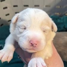 CBCA registered Border Collie puppies ⭐ - Photo 2