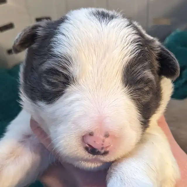 CBCA registered Border Collie puppies ⭐ - Photo 3