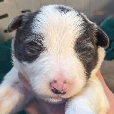 CBCA registered Border Collie puppies ⭐ - Photo 3