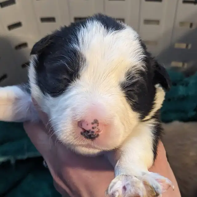 CBCA registered Border Collie puppies ⭐ - Photo 4