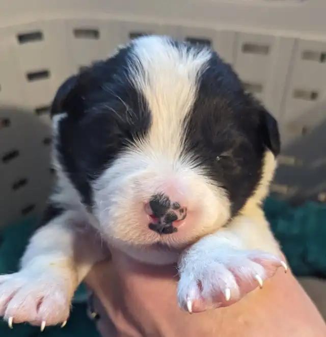 CBCA registered Border Collie puppies ⭐ - Photo 5
