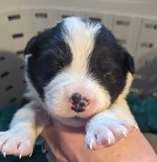 CBCA registered Border Collie puppies ⭐ - Photo 5