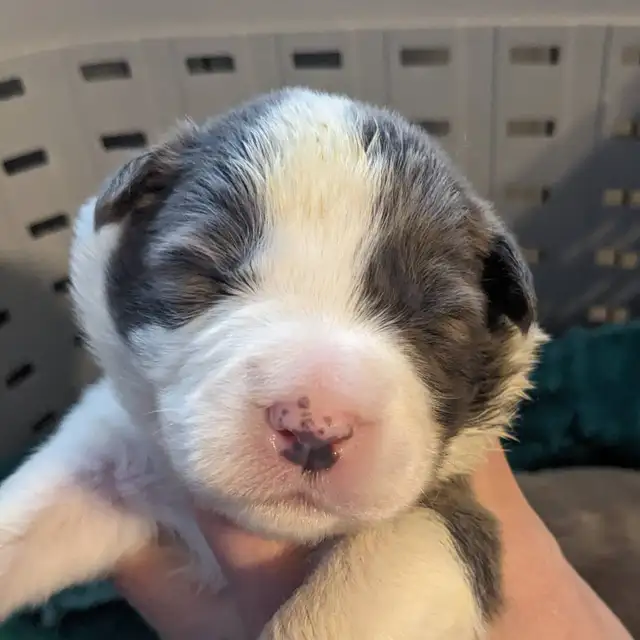 CBCA registered Border Collie puppies ⭐ - Photo 6