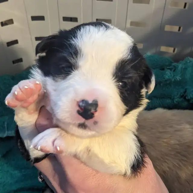 CBCA registered Border Collie puppies ⭐ - Photo 7