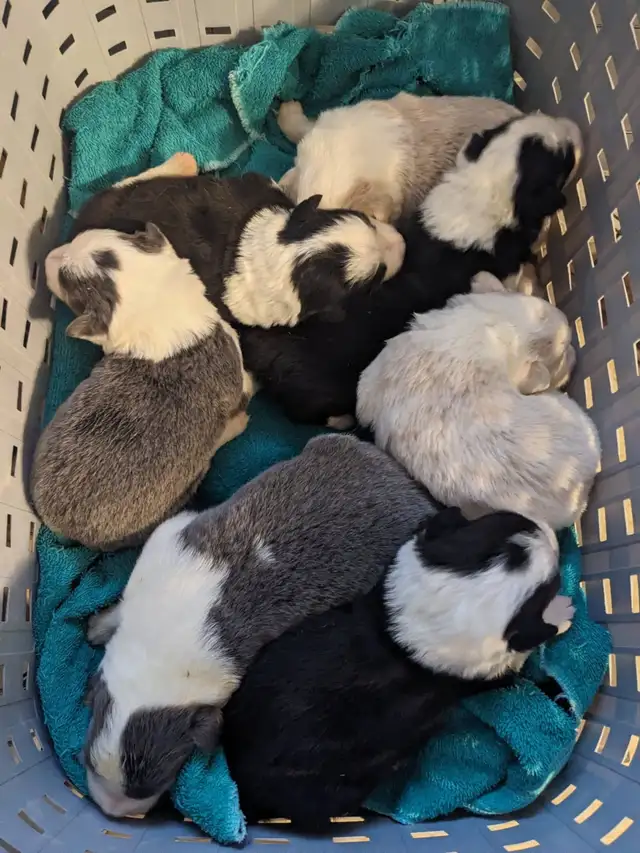 CBCA registered Border Collie puppies ⭐ - Photo 8