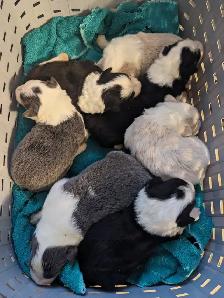 CBCA registered Border Collie puppies ⭐ - Photo 8