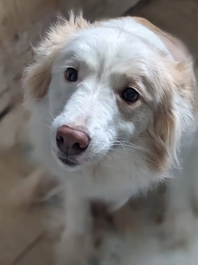 CBCA registered Border Collie puppies ⭐ - Photo 9