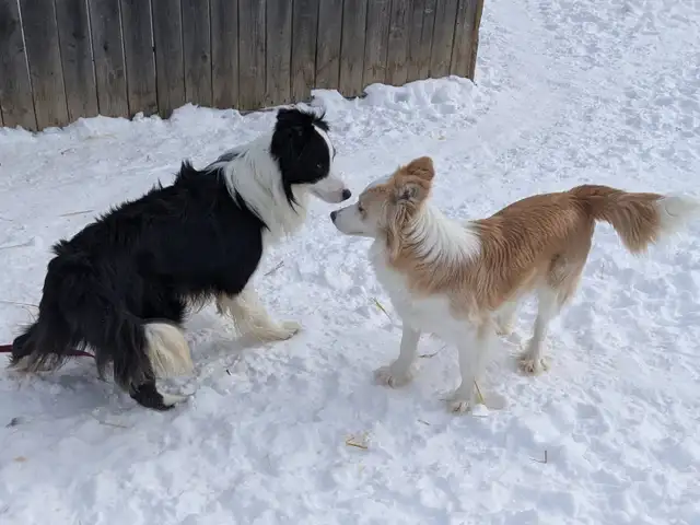 CBCA registered Border Collie puppies ⭐ - Photo 10