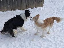 CBCA registered Border Collie puppies ⭐ - Photo 10