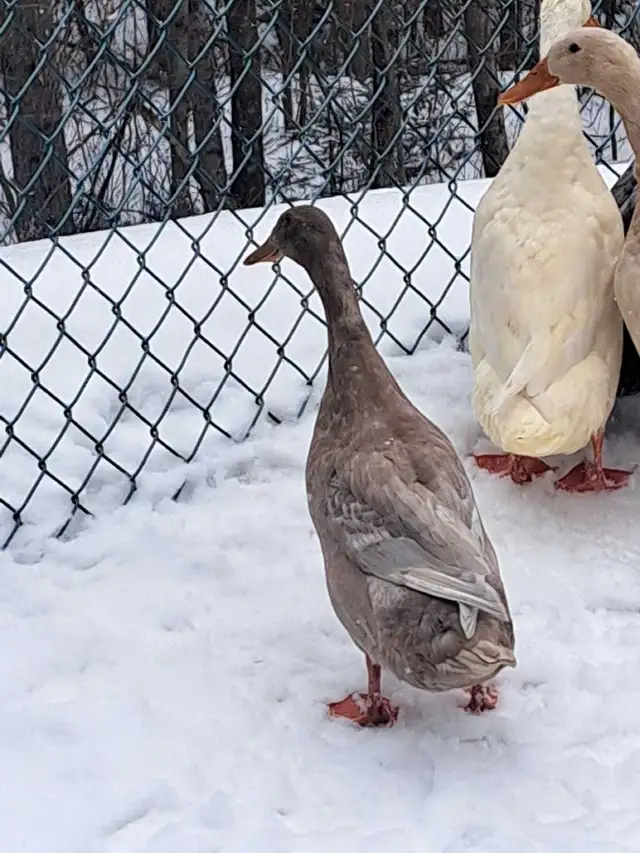 coureurs indiens - Photo 2