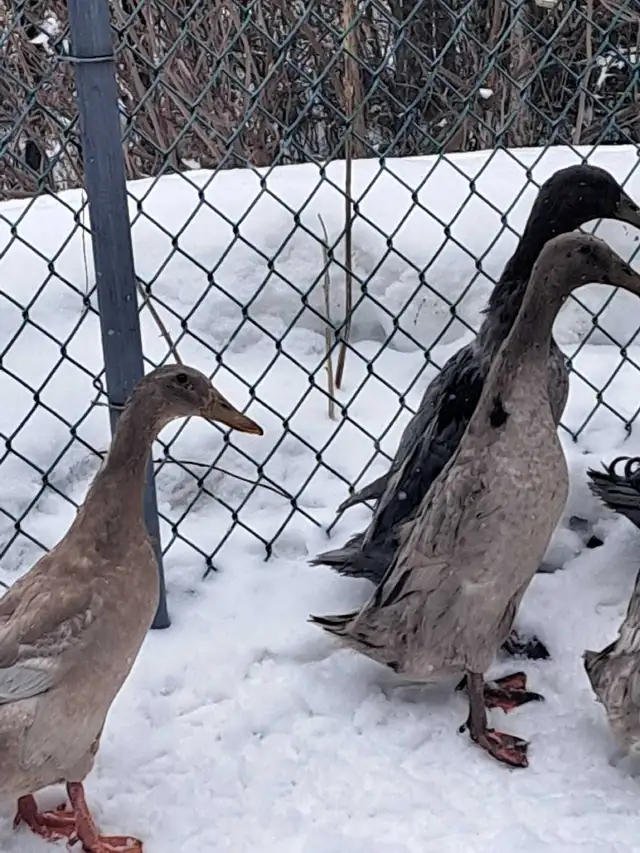 coureurs indiens - Photo 3