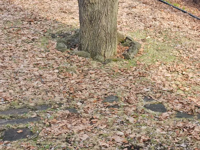 Ramassage de feuilles de jardin - Photo 2