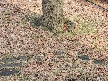 Ramassage de feuilles de jardin - Photo 2