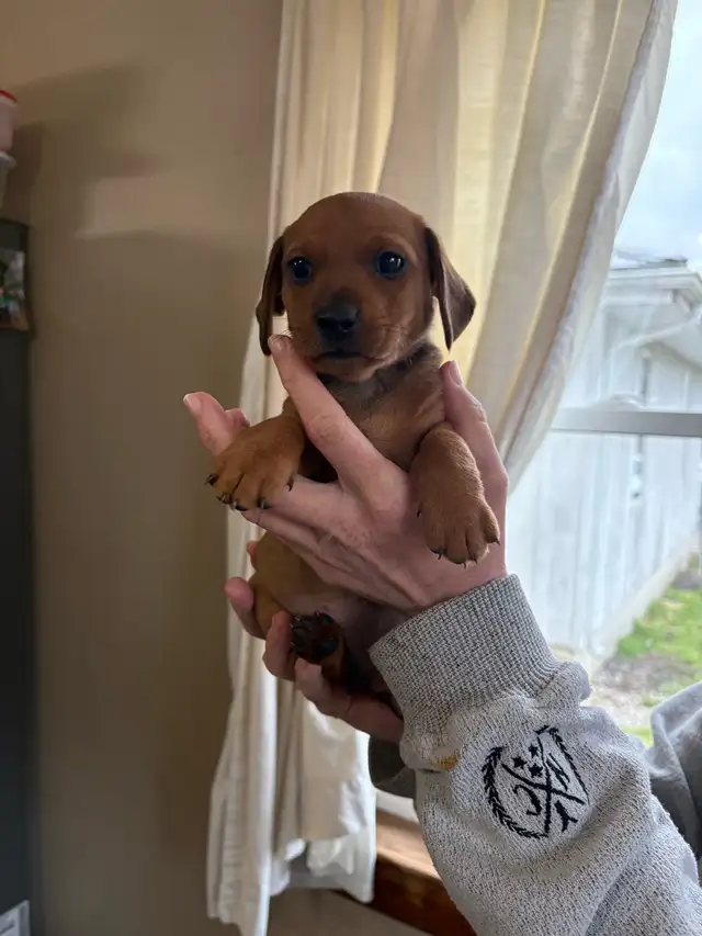 dachshund puppies