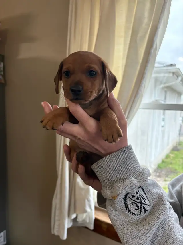 dachshund puppies - Photo 2