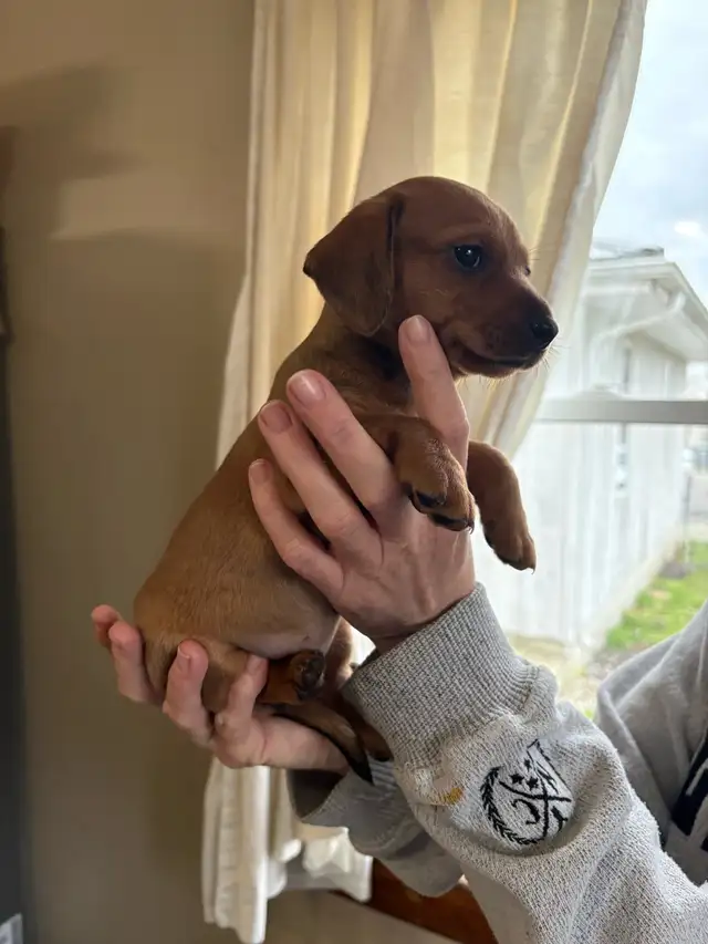 dachshund puppies - Photo 3